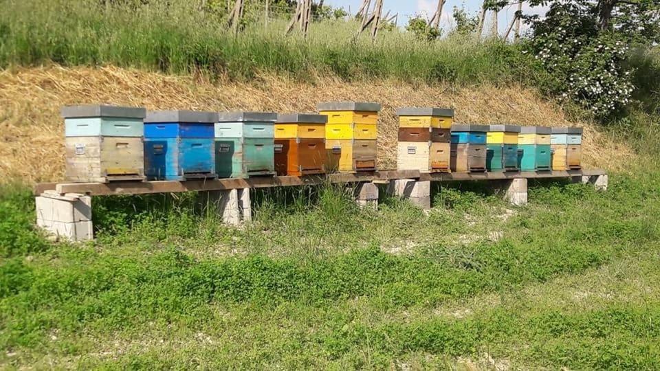 Agriturismo Il Colore Del Grano San Vittore  Экстерьер фото